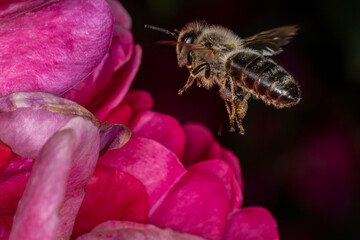eine Honigbiene fliegt zu einer roten Blüte