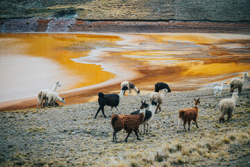 A a herd of llamas walking on a hill next to a lake in a mountainous region outside of La Paz...