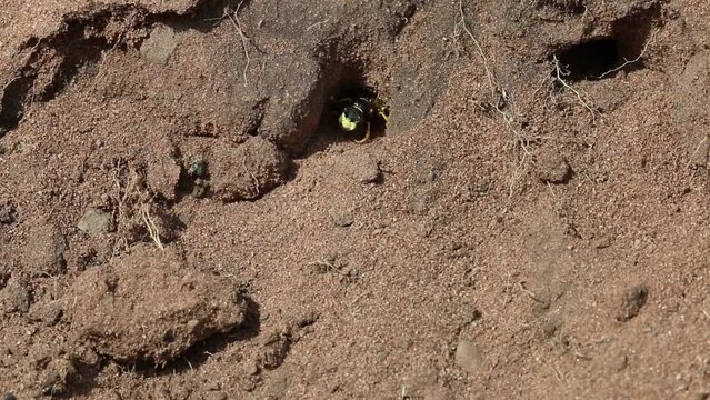 Digger Wasp emerging from burrow. England. UK