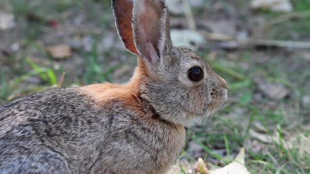 Close-up adorable backlit cottontail rabbit sniffs the air, in profile