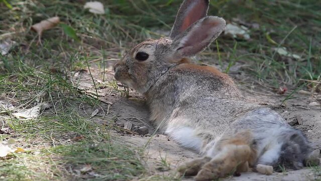 Adorable Cottontail rabbit rests in cool sand on hot summer day, CU