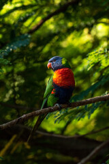 Rainbow Lorikeet in Poinciana tree