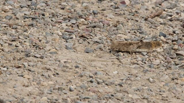 Grasshopper stridulates by rubbing legs against body on pebble ground