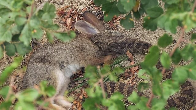 Close-up framed by leaves: Rattle Snake bites, eats cottontail rabbit