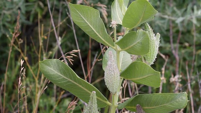 Prairie Milkweed plant with three large spiky seed pods on green stem