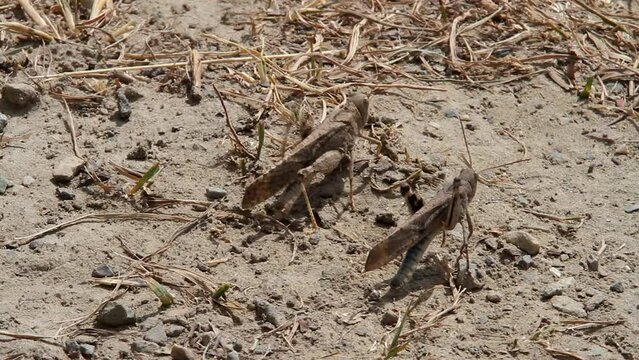 Macro close up: Two grasshoppers stridulate by rubbing their legs