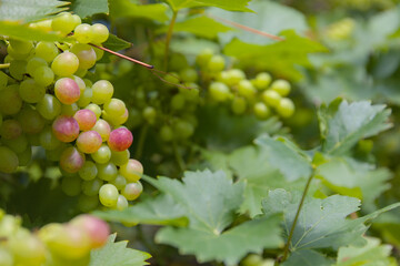 Ripening green and red grapes with lots of foliage and a blurred background.