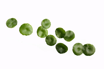 Centella asiatica (gotu kola). Fresh green leaves herb plant