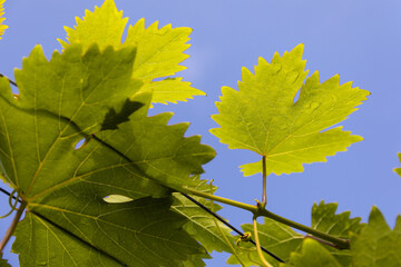 Fresh green leaves of a vine with raindrops from below against the blue sky. Empty space for postcards.