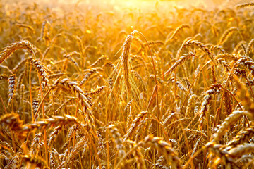 Ears of wheat in the field. Yellow wheat field in the rays of the evening sun. Bright ripe wheat....