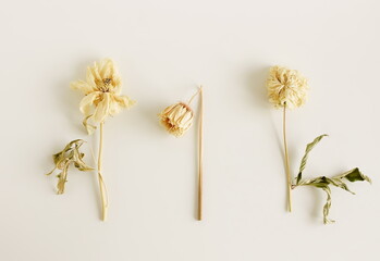 Set with dry flowers on white background top view .Flowers background . 