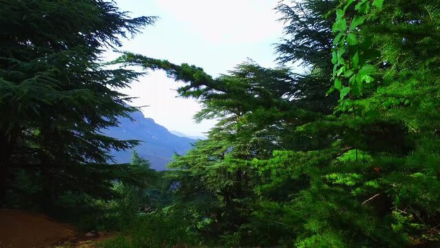 Mountain of Babur Atlas Cedar Forest (Cedrus Atlantica) - Setif Algeria