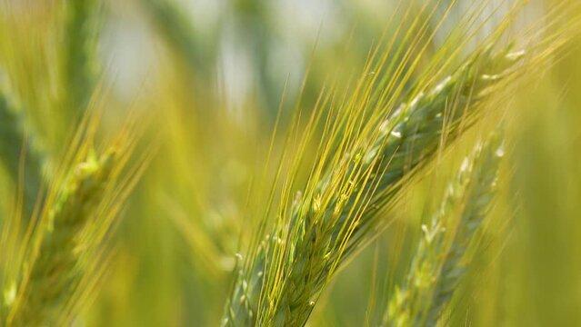 Closeup macro telephoto shot of golden wheat and tares, blowing flutter flap sway in wind