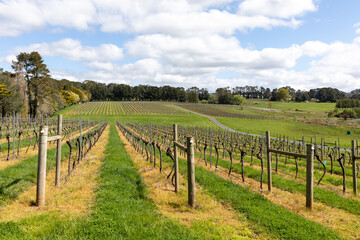 Fototapeta na wymiar Vineyard wine growing in Orange region of New South Wales Australia