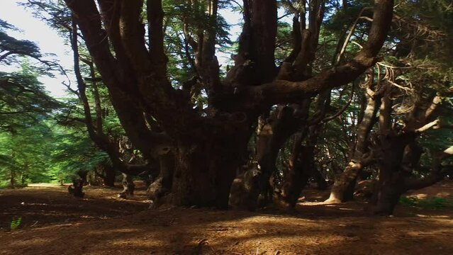Mountain of Babur Atlas Cedar Forest (Cedrus Atlantica) - Setif Algeria