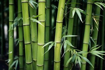 Close-up shot of Green bamboo trees. Oriental vibes. 