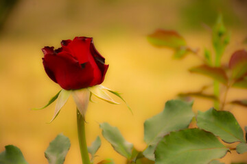 flor rosa roja 