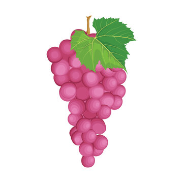 Vector illustration different bunch of wine grapes. Green, violet and red pink fruit of raw ripe grape banches with leaf and plant tendrils image set.