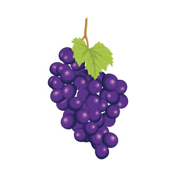 Vector illustration different bunch of wine grapes. Green, violet and red pink fruit of raw ripe grape banches with leaf and plant tendrils image set.