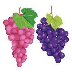 Vector illustration different bunch of wine grapes. Green, violet and red pink fruit of raw ripe grape banches with leaf and plant tendrils image set.