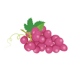 Vector illustration different bunch of wine grapes. Green, violet and red pink fruit of raw ripe grape banches with leaf and plant tendrils image set.