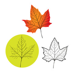 Vector illustration of autumn leaves set in cartoon flat style. Collection of three different color of mapple leaf. Illustration mapple leaf for decorative logo isolated white and round solid color