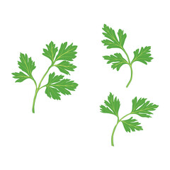 Vector illustration of fresh green plant, nutritious, tasty green parsley. Vegetables herb ingredients in flat cartoon style. Elements for logo, label, clipart, etc.
