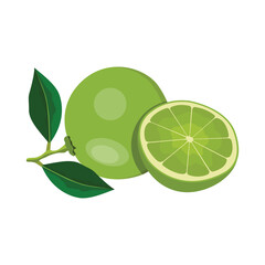 Vector illustration set of green lemon in cartoon style. Fresh healthy lime fruit with leaf hanging in branch.  Whole and sliced parts of green citrus image. Elements lemon image for logo, icon.