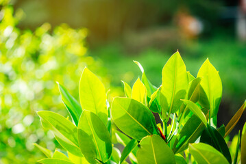 
Green leaves and orange light in the morning