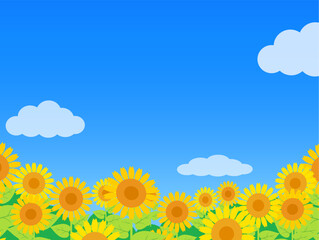 ひまわり畑と青空と入道雲　夏の風景のイメージ