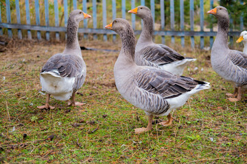 Domestic geese graze. Geese in a courtyard. Free range poultry farming