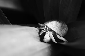 Contrasting Monochrome Photo. Macro photo Hermit crab isolated on leaf in monochrome color. Hermit crab isolated on black and white background. High Quality Monochrome and macro photos