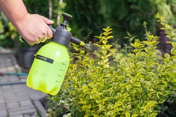 Gardener spraying golden leaves privet with water or insecticides and fungicides from pests of...