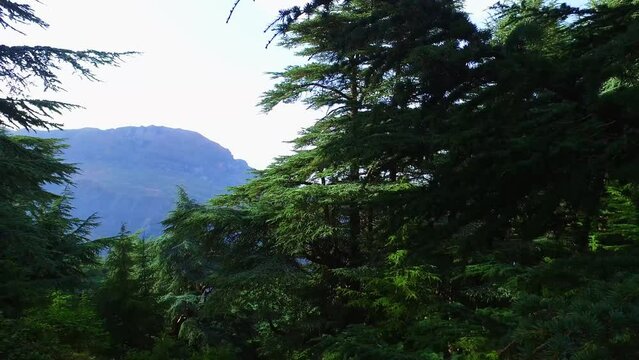 Mountain of Babur Atlas Cedar Forest (Cedrus Atlantica) - Setif Algeria