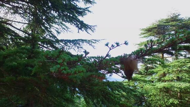 Mountain of Babur Atlas Cedar Forest (Cedrus Atlantica) - Setif Algeria