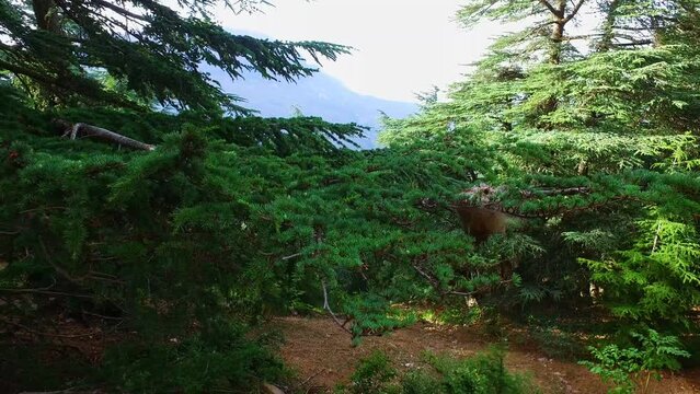 Mountain of Babur Atlas Cedar Forest (Cedrus Atlantica) - Setif Algeria