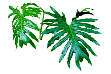 Fresh split-leaf Philodendron selloum or monstera the tropical foliage rainforest isolated on transparent background. PNG transparency © Tri Visuals