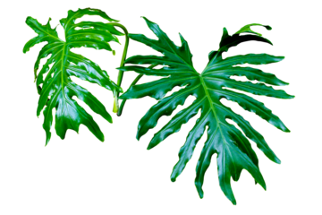 Fresh split-leaf Philodendron selloum or monstera the tropical foliage rainforest isolated on transparent background. PNG transparency