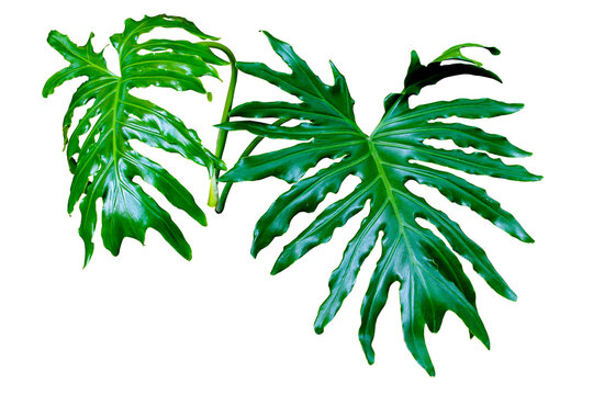 Fresh split-leaf Philodendron selloum or monstera the tropical foliage rainforest isolated on transparent background. PNG transparency