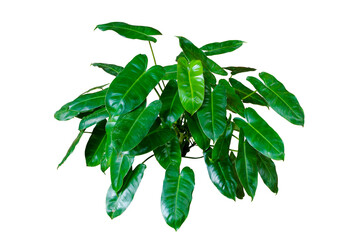 Philodendron Burle Marx green leaves the tropical foliage houseplant isolated on transparent background. PNG transparency © Tri Visuals