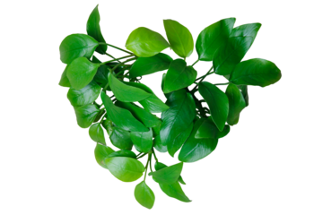Heart shaped Green leaves aquarium plant of Anubias Golden isolated on transparent background. PNG transparency
