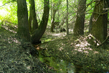 Small stream in the forest