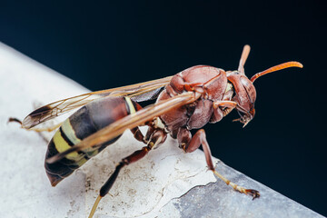 Common Paper Wasp building wasp nest on nature background, Insect macro photography, Selective...