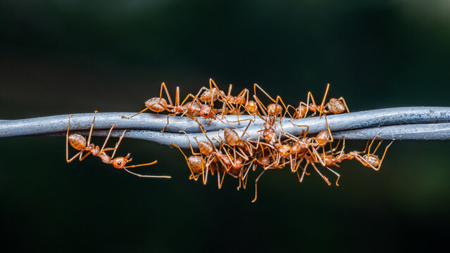 Red ants group working on barbed wire, Weaver ants macro photo, Teamwork in nature and dark background. - Powered by Adobe