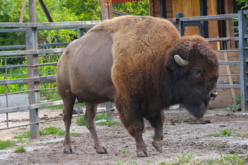 Animal bison in a paddock.