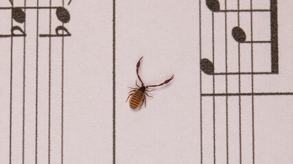 Bücherskorpion