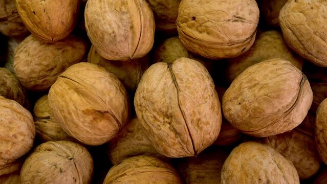Many whole walnuts in peel fresh harvest as healthy eating example.