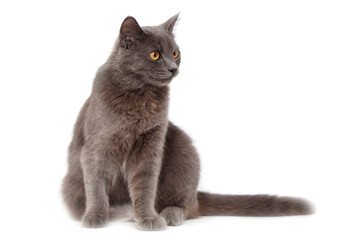 British cat isolated on a white background