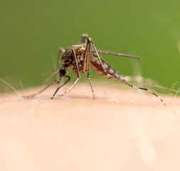 The mosquito sits on human skin and bites.