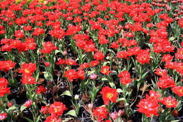 Beautiful tulips blooming in the garden